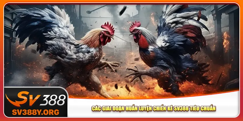 Các giai đoạn huấn luyện chiến kê Sv388 tiêu chuẩn Các giai đoạn huấn luyện chiến kê Sv388 tiêu chuẩn