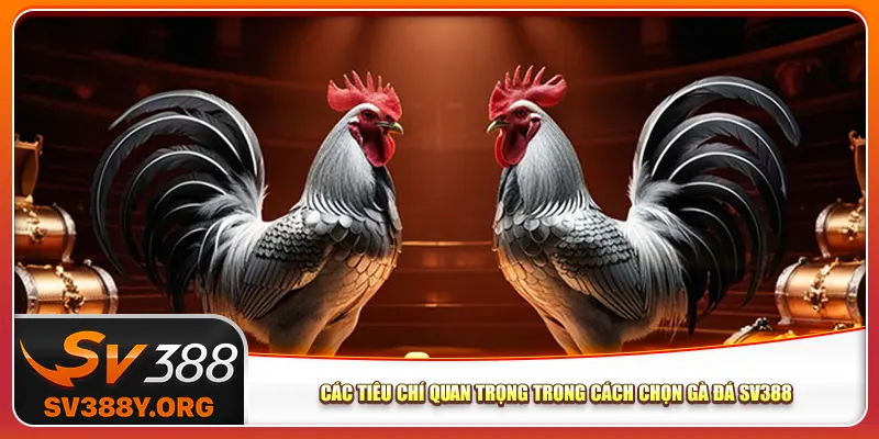 Các tiêu chí quan trọng trong cách chọn gà đá Sv388 Các tiêu chí quan trọng trong cách chọn gà đá Sv388
