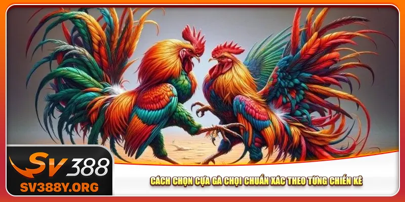 Cách chọn cựa gà chọi chuẩn xác theo từng chiến kê