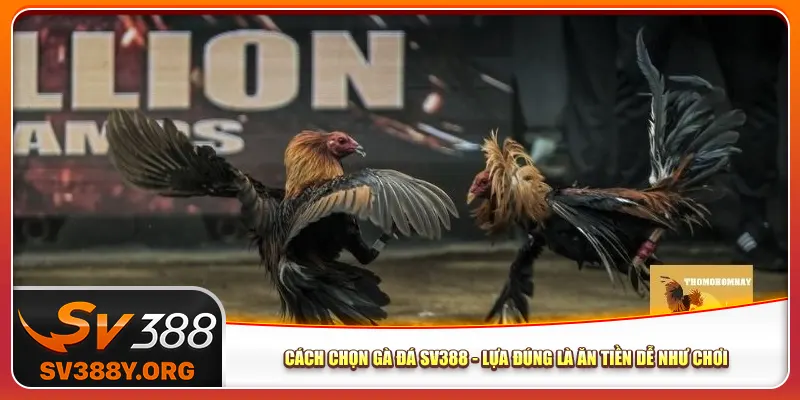 Cách Chọn Gà Đá Sv388 – Lựa Đúng Là Ăn Tiền Dễ Như Chơi