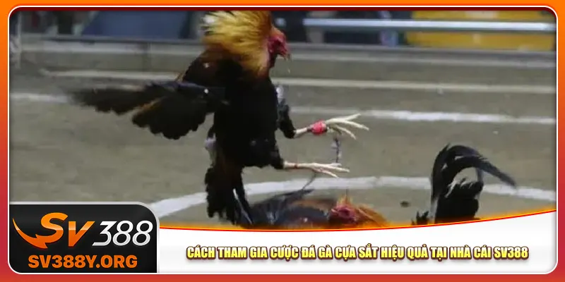 Cách tham gia cược đá gà cựa sắt hiệu quả tại nhà cái Sv388