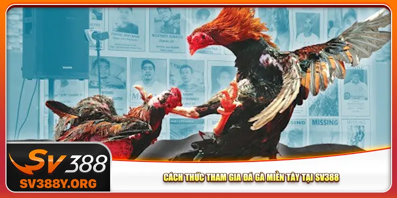 Cách thức tham gia đá gà miền Tây tại Sv388 Cách thức tham gia đá gà miền Tây tại Sv388