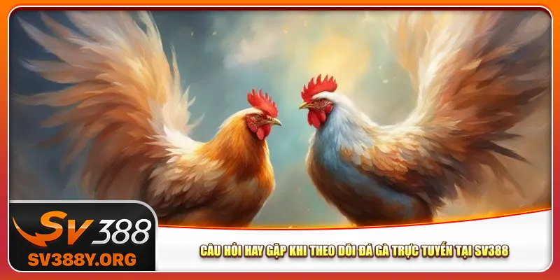Câu hỏi hay gặp khi theo dõi đá gà trực tuyến tại Sv388