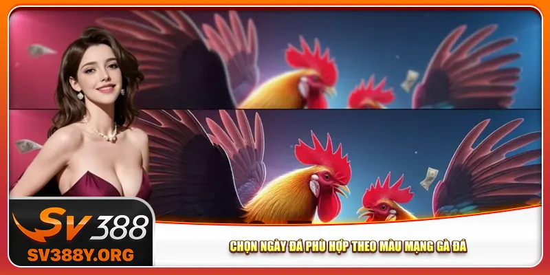 Chọn ngày đá phù hợp theo màu mạng gà đá Chọn ngày đá phù hợp theo màu mạng gà đá