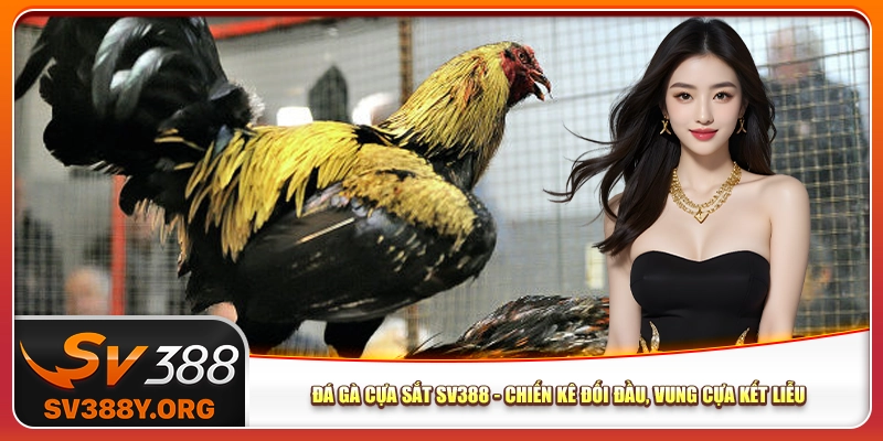 Đá Gà Cựa Sắt Sv388 - Chiến Kê Đối Đầu, Vung Cựa Kết Liễu
