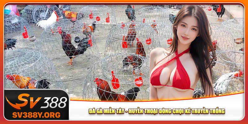 Đá Gà Miền Tây – Huyền Thoại Dòng Chọi Kê Truyền Thống