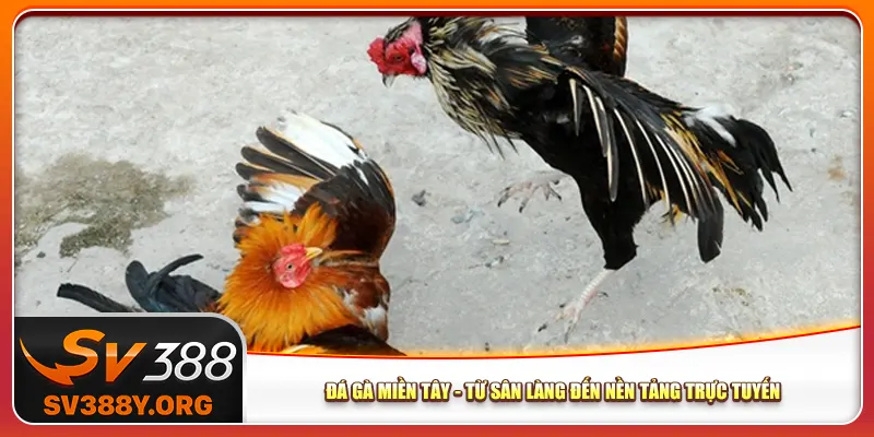 Đá gà miền Tây - Từ sân làng đến nền tảng trực tuyến Đá gà miền Tây - Từ sân làng đến nền tảng trực tuyến
