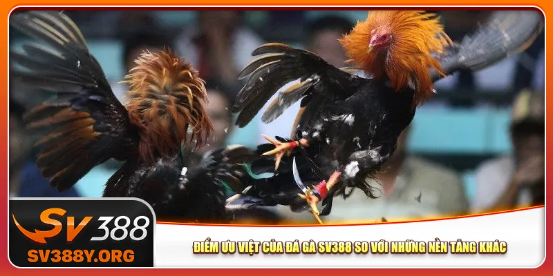 Điểm ưu việt của đá gà SV388 so với những nền tảng khác Điểm ưu việt của đá gà SV388 so với những nền tảng khác