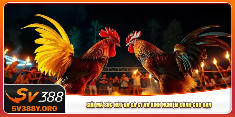 Giải Mã Sức Hút Đá Gà C1 Và Kinh Nghiệm Dành Cho Bạn