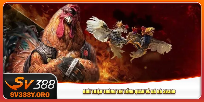 Giới thiệu thông tin tổng quan về đá gà Sv388 Giới thiệu thông tin tổng quan về đá gà Sv388