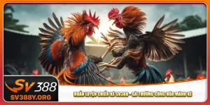 Huấn Luyện Chiến Kê Sv388 - Gà Thường Cũng Hóa Mãnh Kê