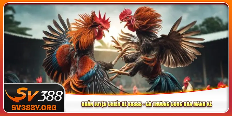 Huấn Luyện Chiến Kê Sv388 – Gà Thường Cũng Hóa Mãnh Kê
