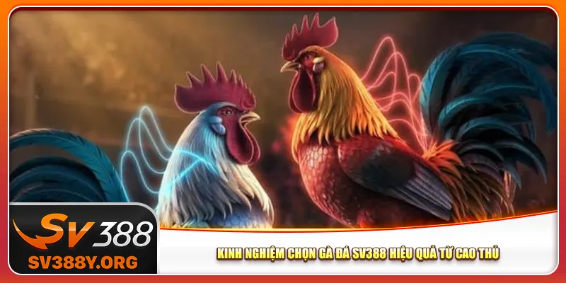 Kinh nghiệm chọn gà đá Sv388 hiệu quả từ cao thủ Kinh nghiệm chọn gà đá Sv388 hiệu quả từ cao thủ