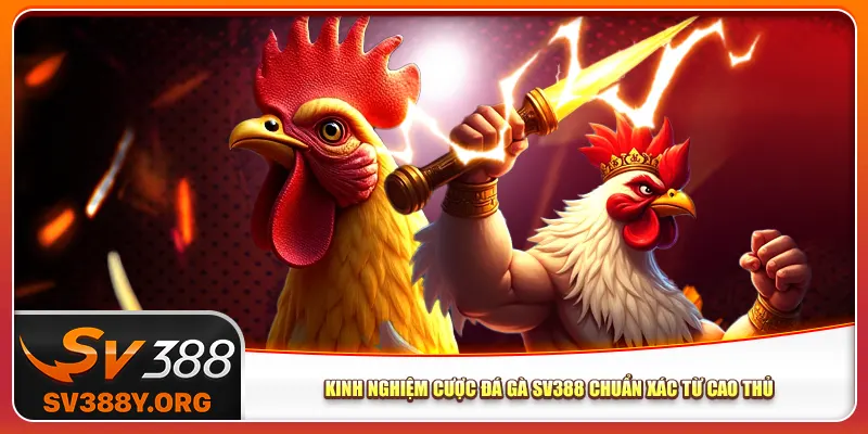Kinh nghiệm cược đá gà Sv388 chuẩn xác từ cao thủ Kinh nghiệm cược đá gà Sv388 chuẩn xác từ cao thủ