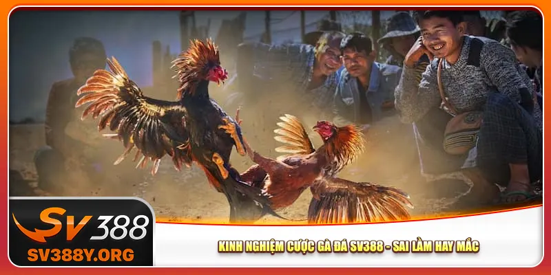 Kinh nghiệm cược gà đá Sv388 - Sai lầm hay mắc Kinh nghiệm cược gà đá Sv388 - Sai lầm hay mắc