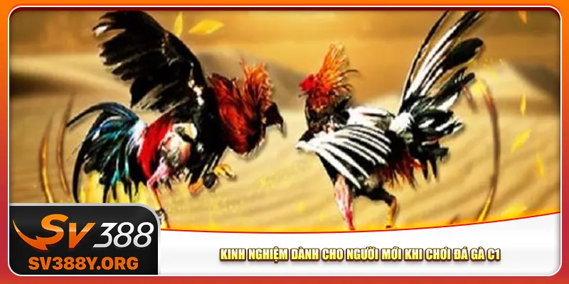 Kinh nghiệm dành cho người mới khi chơi đá gà C1
