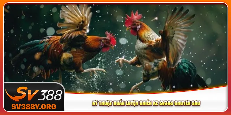 Kỹ thuật huấn luyện chiến kê Sv388 chuyên sâu Kỹ thuật huấn luyện chiến kê Sv388 chuyên sâu
