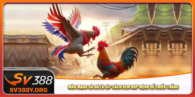 Màu Mạng Gà Đá Là Gì? Cách Xem Hợp Mệnh Để Chiến Thắng