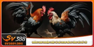 Những Kinh Nghiệm Cược Gà Đá Sv388 Mà Ai Cũng Nên Bỏ Túi