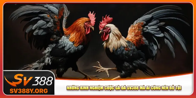 Những Kinh Nghiệm Cược Gà Đá Sv388 Mà Ai Cũng Nên Bỏ Túi