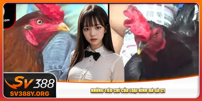 Những tiêu chí của loại hình đá gà C1