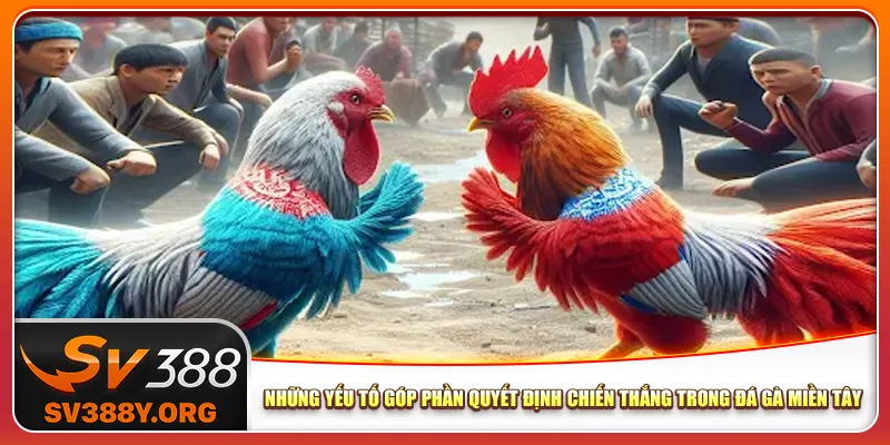 Những yếu tố góp phần quyết định chiến thắng trong đá gà miền Tây Những yếu tố góp phần quyết định chiến thắng trong đá gà miền Tây