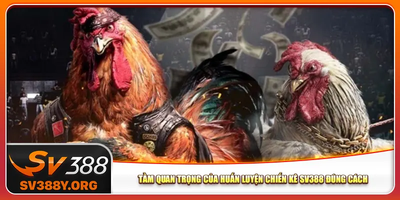Tầm quan trọng của huấn luyện chiến kê Sv388 đúng cách Tầm quan trọng của huấn luyện chiến kê Sv388 đúng cách