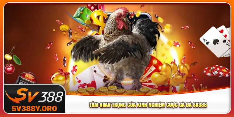 Tầm quan trọng của kinh nghiệm cược gà đá Sv388 Tầm quan trọng của kinh nghiệm cược gà đá Sv388