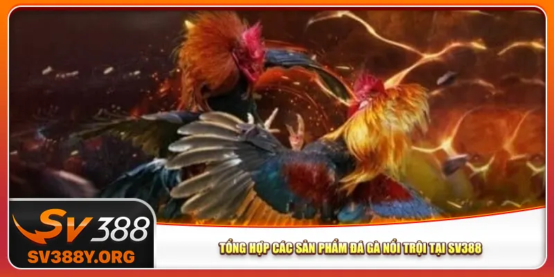 Tổng hợp các sản phẩm đá gà nổi trội tại Sv388 Tổng hợp các sản phẩm đá gà nổi trội tại Sv388