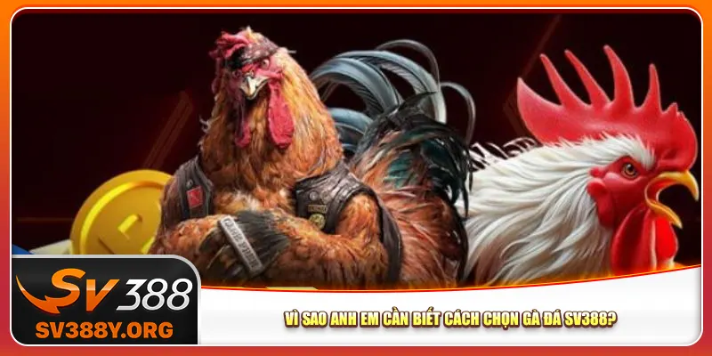 Vì sao anh em cần biết cách chọn gà đá Sv388? Vì sao anh em cần biết cách chọn gà đá Sv388?
