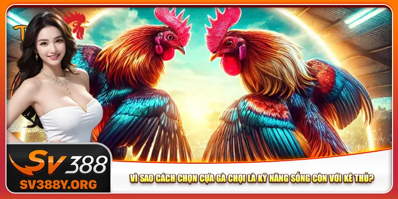 Vì sao cách chọn cựa gà chọi là kỹ năng sống còn với kê thủ? Vì sao cách chọn cựa gà chọi là kỹ năng sống còn với kê thủ?