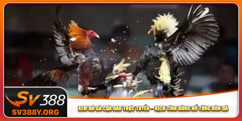 Xem Đá Gà Cựa Dao Trực Tuyến – Kịch Tính Bùng Nổ Từng Đòn Đá