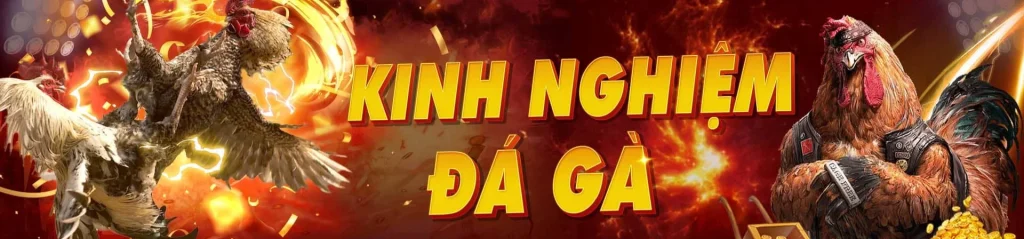 Kinh nghiệm đá gà